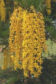 Image result for Cassia ferruginea