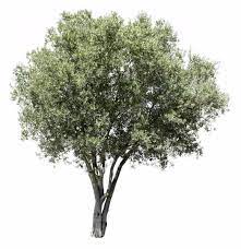 Olea Europaea V Tree Photoshop Landscape Tree Render