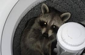 Call a specialist today for an inspection & estimate! Animal Control Specialist Llc 3621 Pontiac St Denver Co 80207 Yp Com