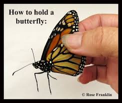 Monarch Life Cycle Metamorphosis Stages Of Development