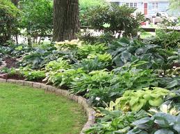 Pin By Annemarie Thomas On Flowers Shade Garden Design Shade Garden Hosta Gardens