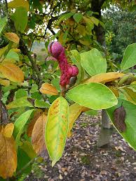 Le Curieux Fruit Du Magnolia Paris Cote Jardin Fruit Magnolia Jardins