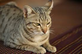 Check spelling or type a new query. Do Some Cats Respond Quietly To Catnip