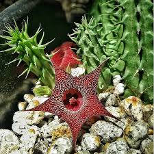 Image result for Huernia leachii