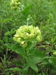 Asclepias Viridis Spider Milkweed Milkweed Plant Plants Milkweed