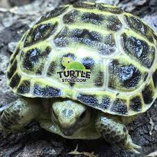 Otherwise, you can use artificial light as feng shui is a pretty complex theory, but at times it is fairly simple. Russian Tortoise Humidity Horsefield Tortoise Humidity