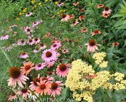 Carl has grown up in the plant world, so landscaping comes second nature to him. 12 Bright Midsummer Perennial Bloomers