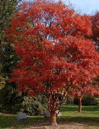 Image Result For Paperbark Maple Fall Color Acer Griseum Paperbark Maple Fall Color Fai Da Te Alberi