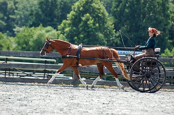 The Road Cart - Carriage Machine Shop