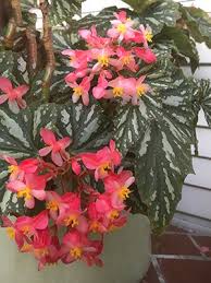 Angel Wing Begonia With Pink Flowers And Variegated Foliage Shade Tolerant Begonia Plants Foliage Plants