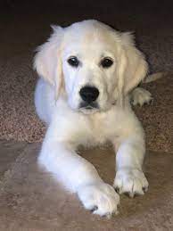 English Cream Golden Retriever Puppy Golden Retriever White Retriever Golden Retriever Baby Puppies