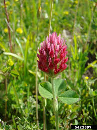 Image result for Trifolium polystachyum