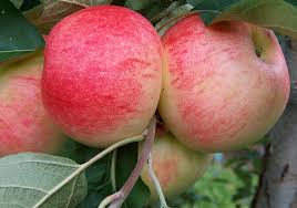 Get advice on selecting and growing fruit in minnesota yards and gardens. Minnesota Secretary Of State State Fruit Honeycrisp Apple