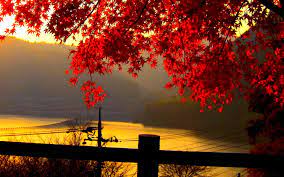 Red Autumn Leaves At Dusk Wallpaper Free Autumn Leaves Wallpaper Fall Wallpaper Landscape Wallpaper