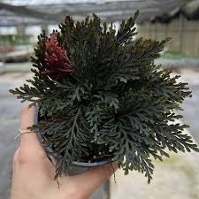 Image result for Selaginella perpusilla