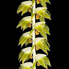 Image result for Macrotyloma densiflorum