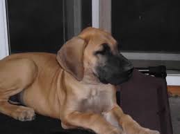 Learn about your this breed of dog with our extensive breed profile. Honi Vale Great Danes Great Dane Breeder Mora Minnesota