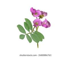 Image result for Tephrosia polystachya