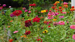 Green flowers pretty flowers dahlia flowers zinnia elegans flower seeds amazing flowers shades of green garden plants garden art. How Many Blooms Can You Get From One Zinnia Plant Gardenary