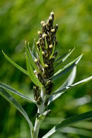 Image result for Gnaphalium