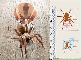 up to date california spider identification chart southern