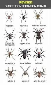 23 Best Spider Identification Images In 2019 Spider