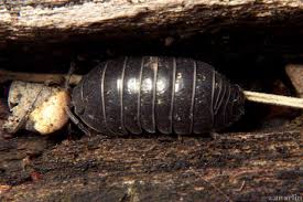 Isopoda Sow - Pill Bugs - North American Insects & Spiders
