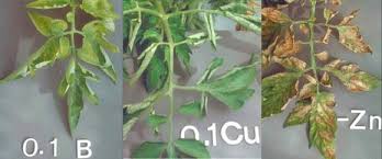 Résultat de recherche d'images pour "zinc burn in plants"