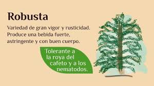 Resultado de imagen para tipos de cafÃ© en costa rica