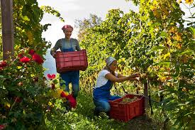 The new building, built beside the old farmhouse, rises among the vineyards overlooking the neustift monastery. Sudtirol Products