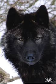 Black And Brown Wolves Black Wolf Black Wolf Wolf Dog Animals Wild