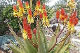 Lidah buaya atau aloe vera ini memiliki penggunaan lidah buaya misalnya untuk makanan (hal ini telah disetujui oleh fda sebagai perasa). Usung Khasiat Bunga Lidah Buaya