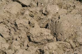 Im botanischen garten frankfurt (dem ehemaligen bot. Den Boden Im Garten Kennenlernen Nabu