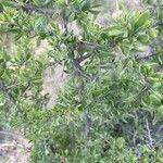 Image result for Maerua parvifolia