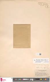 Image result for Tristicha trifaria