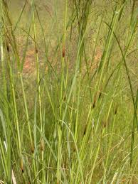Image result for Aristida meridionalis