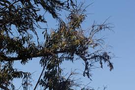 Image result for Agarista salicifolia