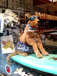 Did not find your agency on the list? From The Just Dogs Bakery In Philadelphia A Hang Ten Dog Mannequin That Is Surfing Wearing Doggles And Check Pet Store Pet Boutique Dog Boutique Ideas