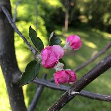 Fragrant flowers gives this tree the appearance of being draped in. Malus Branzam Syn Malus Brandywine Crab Apple Brandywine In Gardentags Plant Encyclopedia