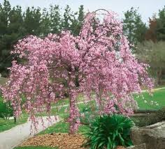 The correct time to prune a weeping cherry tree is early spring or late fall when. Pink Weeping Cherry Tree Weeping Cherry Tree Flowering Cherry Tree Willow Trees Garden