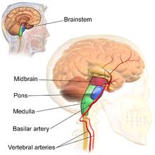 General somatosensory nuclei or trigeminal nuclei. Brainstem Wikipedia