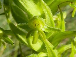 Image result for Habenaria lithophila