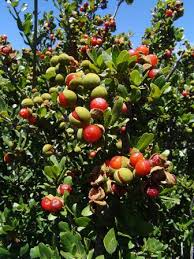 Image result for Pappea capensis