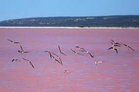 زيارة إلى البحيرة الوردية بحيرة هيلير باستراليا Images?q=tbn:ANd9GcRuh1-zUoO7X-xsEwaosg3eiOxuEKh3AiDVIE8bOxhYAh8pe9aK