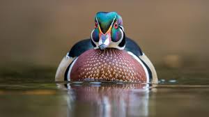 Wood Duck Audubon Field Guide