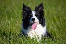 Are Border Collies Good Apartment Dogs Citydogslife
