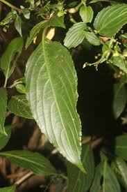 Image result for Strobilanthes hamiltoniana