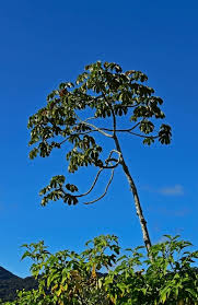 Image result for Cecropia pachystachya