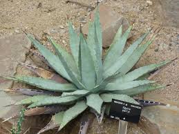 Image result for Agavaceae
