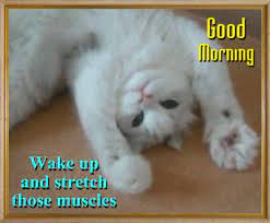 Wake Up And Get Fit With This Good Morning Card Good Morning Cat Morning Quotes Funny Cute Morning Quotes